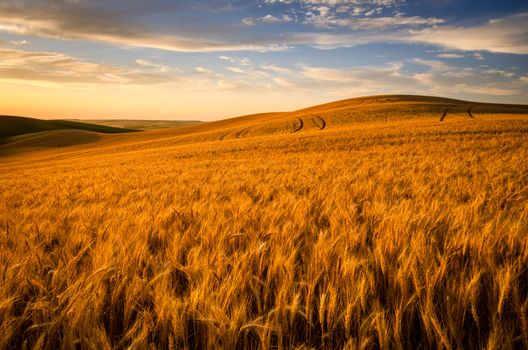 Ripe wheat fields at sunset in summer, Whitman County, Washington, USA