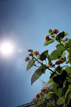 summer sun and flowers