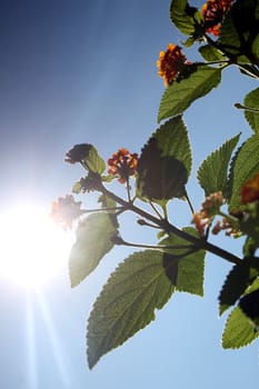 summer sun and flowers