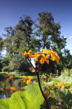 yellow summer flower at the pond