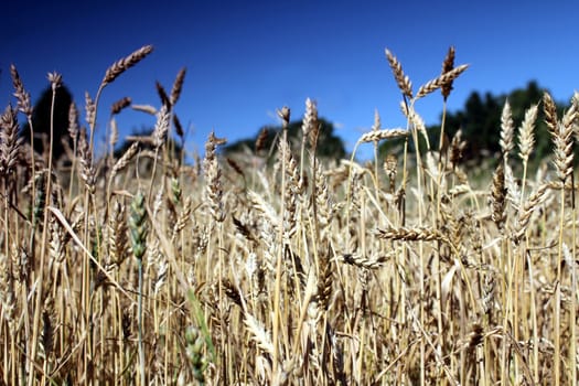 wheat field with summer sky