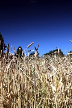 wheat field with summer sky