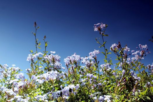 blue flower meadow and blue sky