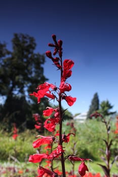 red flower and summer sky