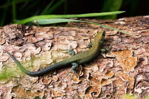 Meadow lizard, warming afternoon sun on the tree.