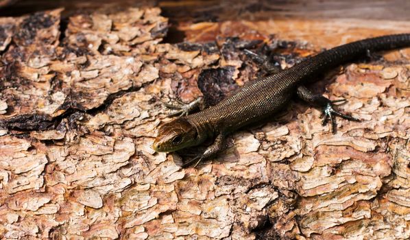 Meadow lizard, warming afternoon sun on the tree.