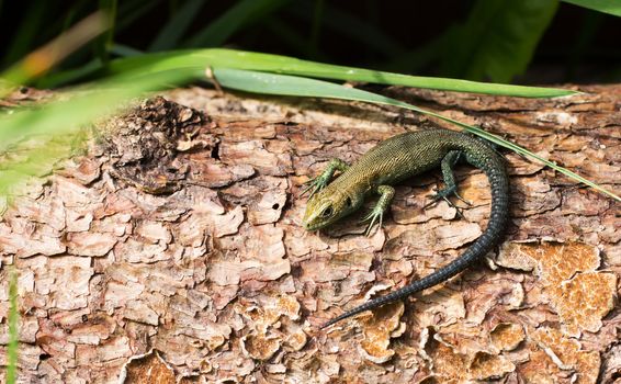 Meadow lizard, warming afternoon sun on the tree.