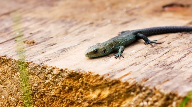 Meadow lizard, warming afternoon sun on the tree.