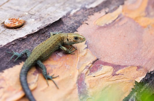 Meadow lizard, warming afternoon sun on the tree.