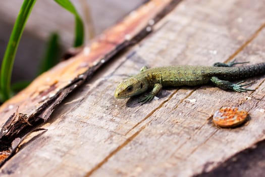 Meadow lizard, warming afternoon sun on the tree.