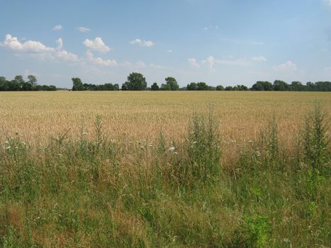 Wheat field at the edge of the forest with blue sky clouds