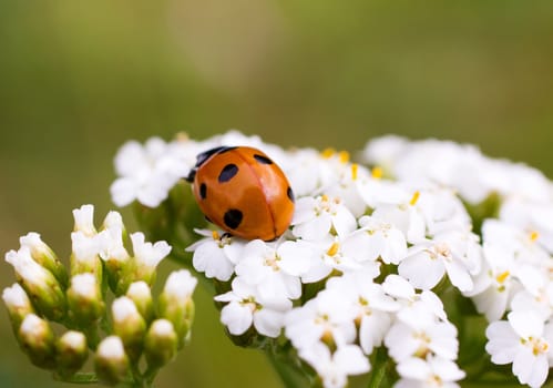 Ladybug sitting on top of wildflower. Wooded meadow.