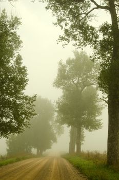 Gravel road surrounded by old trees drown in early morning fog.