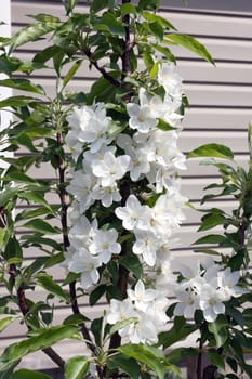 Flowering apple-tree which are grown up in form of a column in amateur garden