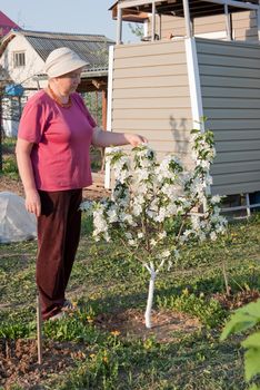 Plentiful flowering of a dwarfish apple-tree in an amateur garden