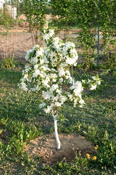 Plentiful flowering of a dwarfish apple-tree in an amateur garden