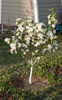 Plentiful flowering of a dwarfish apple-tree in an amateur garden