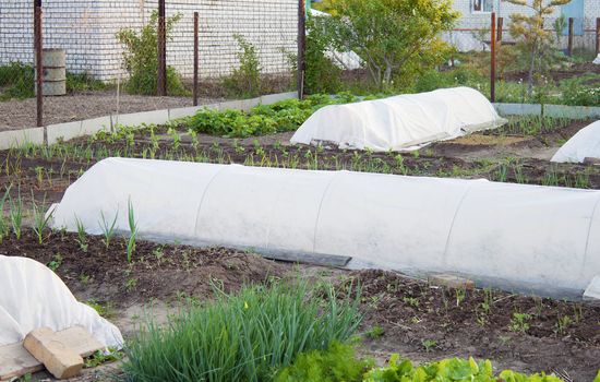 Preparation of the garden before the morning frost