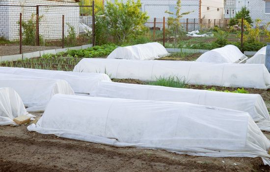 Preparation of the garden before the morning frost