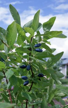 Berries  honeysuckle already have ripened in spring