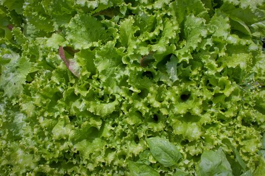 Magnificent green salad grow up on garden bed