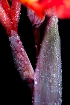 Canna covered with drops of water, more beautiful