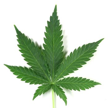 cannabis isolated on white from amsterdam