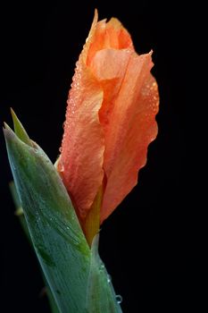 Canna covered with drops of water, more beautiful