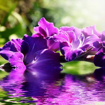 Beautiful purple gladioli in the summer