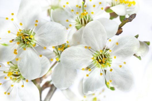 Macro of apple tree flowers