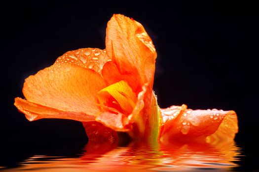 Canna covered with drops of water, more beautiful