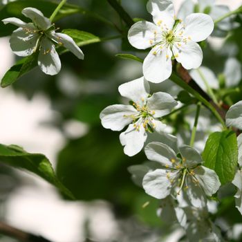 spring flower macro close up