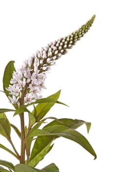Single flower stem and leaves of gooseneck loosestrife (Lysimachia clethroides) isolated against a white background