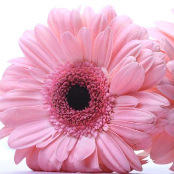 pink gerbera macro