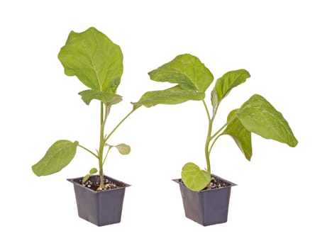 A pair of eggplant (Solanum melongena) seedlings ready to be transplanted into a home garden isolated against a white background