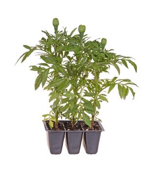 Three seedlings of marigolds (Tagetes species) with buds but not in flower ready to be transplanted into a home garden isolated against a white background