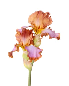Stem with two purple, gold and brown flowers of bearded iris (Iris germanica) isolated against a white background