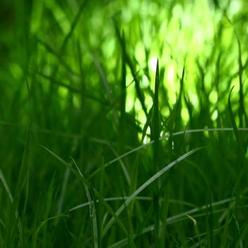 grass macro close up natura background