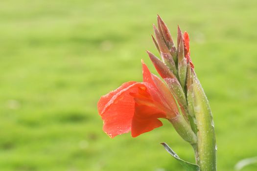 Canna covered with drops of water, more beautiful