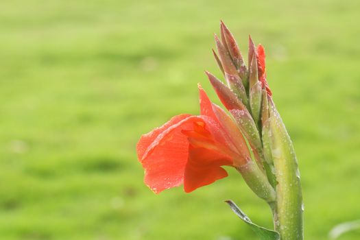 Canna covered with drops of water, more beautiful