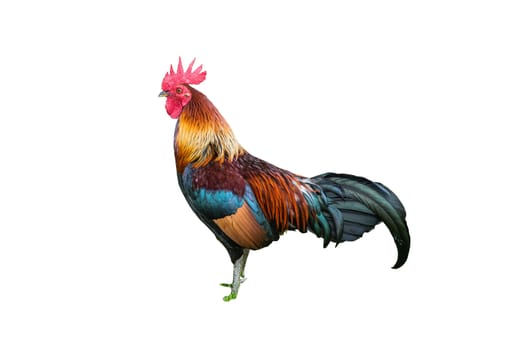 A Large Thai cock standing still looking for a fight, taken outdoor