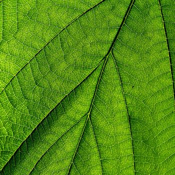 summer green leaf macro close up