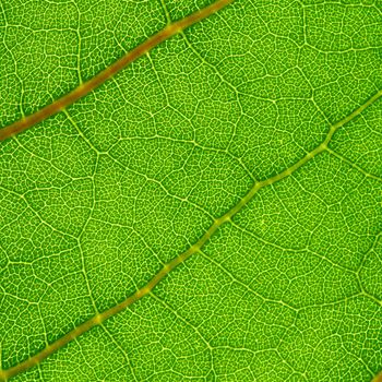 summer green leaf macro close up