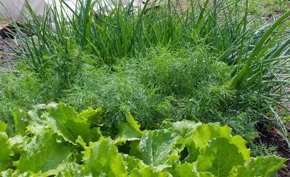 Salad, fennel, onions grow together on kitchen garden