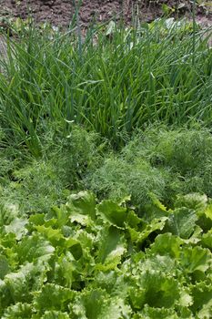 Salad, fennel, onions grow together on kitchen garden