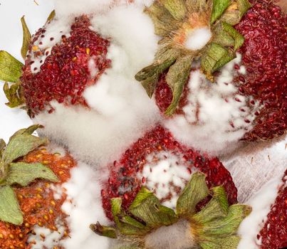 Macro photo of four mouldy strawberries covered in white fungus and decaying
