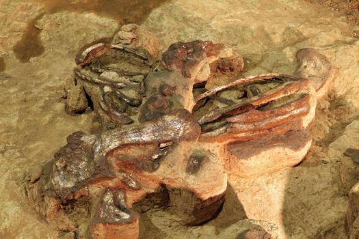 exploration of dinosaur skeleton in Thailand