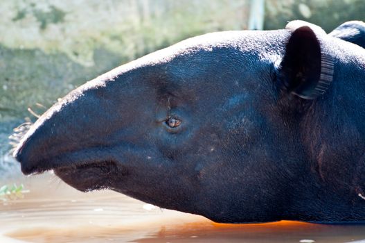 Malayan Tapir, also called Asian Tapir (Tapirus indicus)