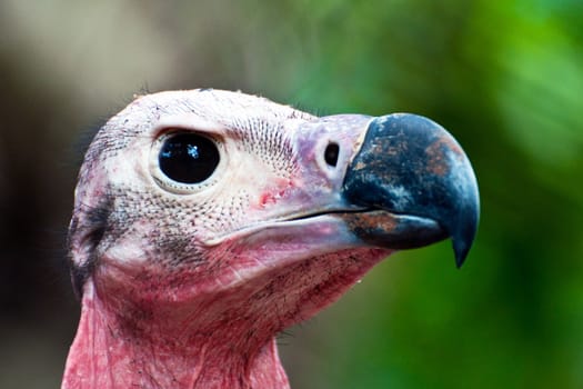 Headshot of Lappet Faced Vulture (torgos tracheliotus) looking at viewer