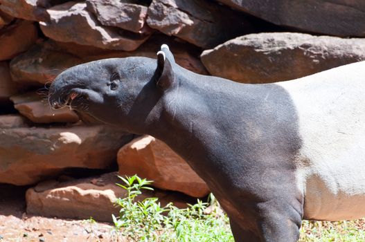 Malayan Tapir, also called Asian Tapir (Tapirus indicus)